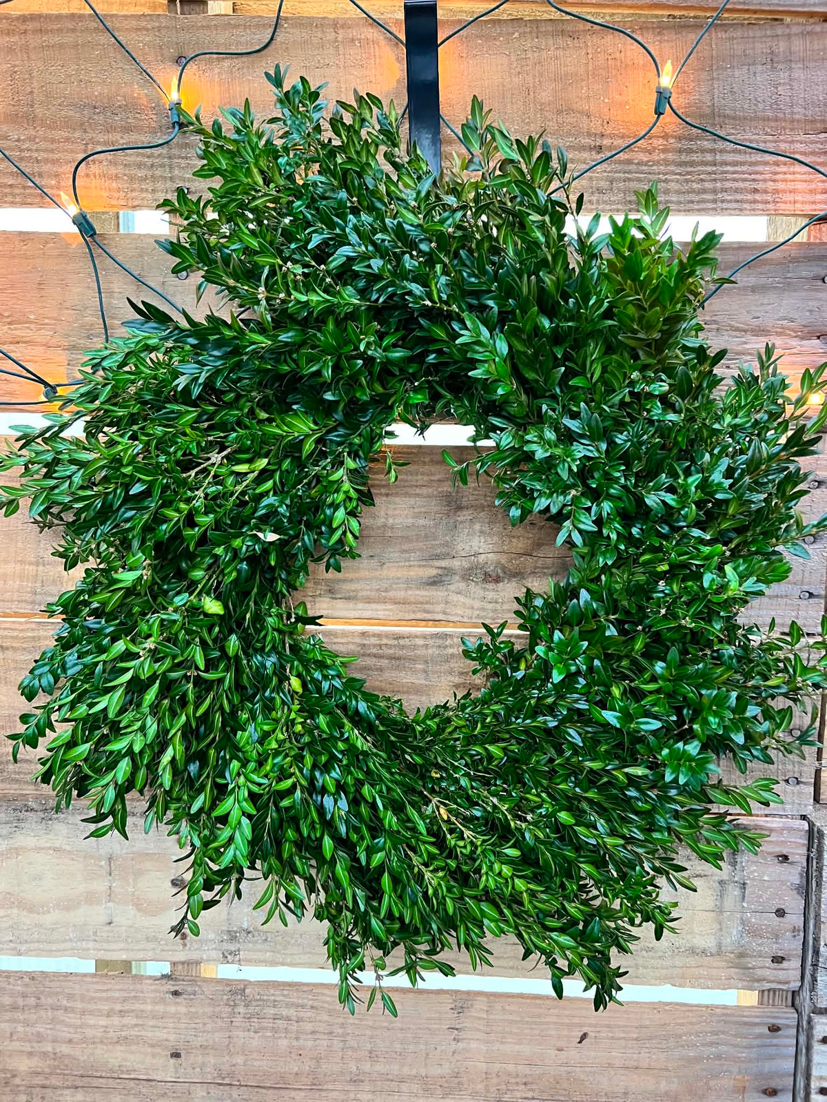 24" Boxwood Wreaths for Pick up November 30th-December 5th