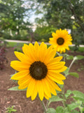 Sunfinity Sunflower For PICK UP 7/30-8/1