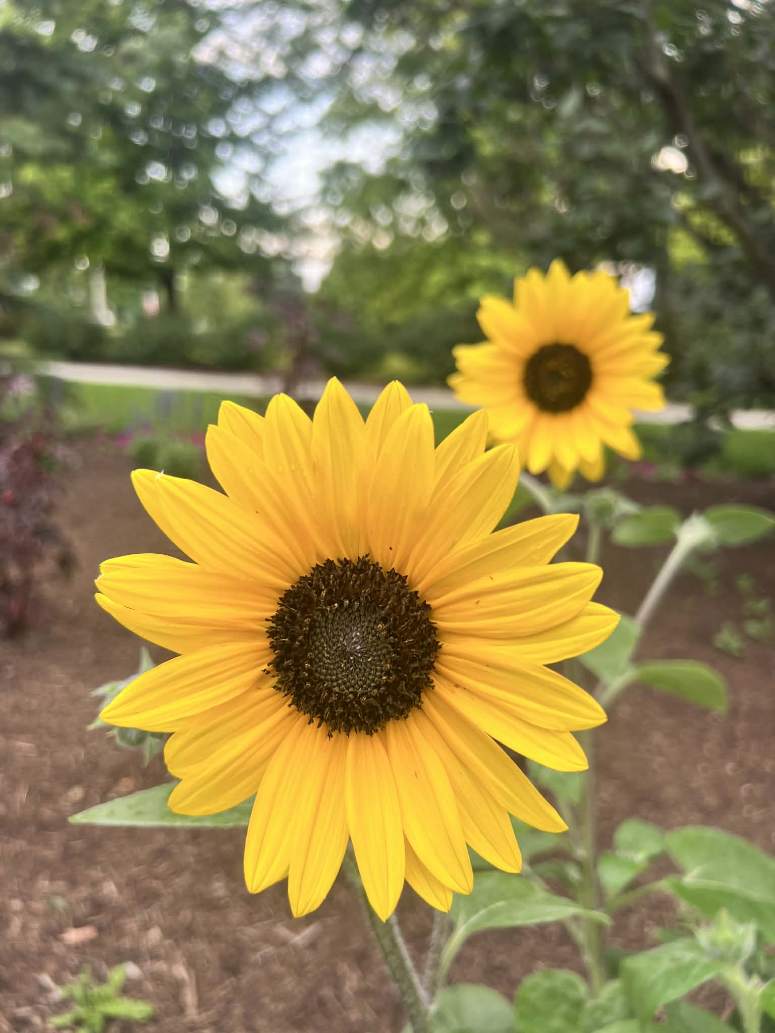 Sunfinity Sunflower