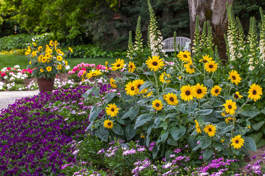 Sunfinity Sunflower For PICK UP 7/30-8/1