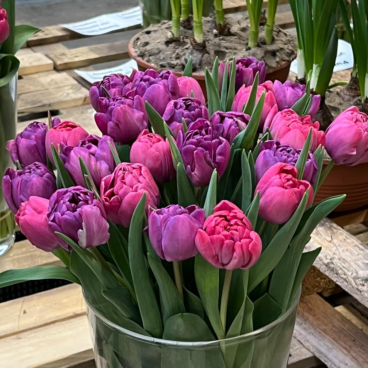 Berry & Bloom Tulip Medley