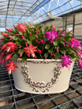 Holiday Cactus Planter Pick up November 16th-November 24th