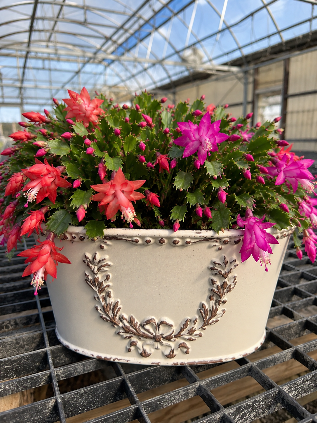 Holiday Cactus Planter Pick up November 16th-November 24th