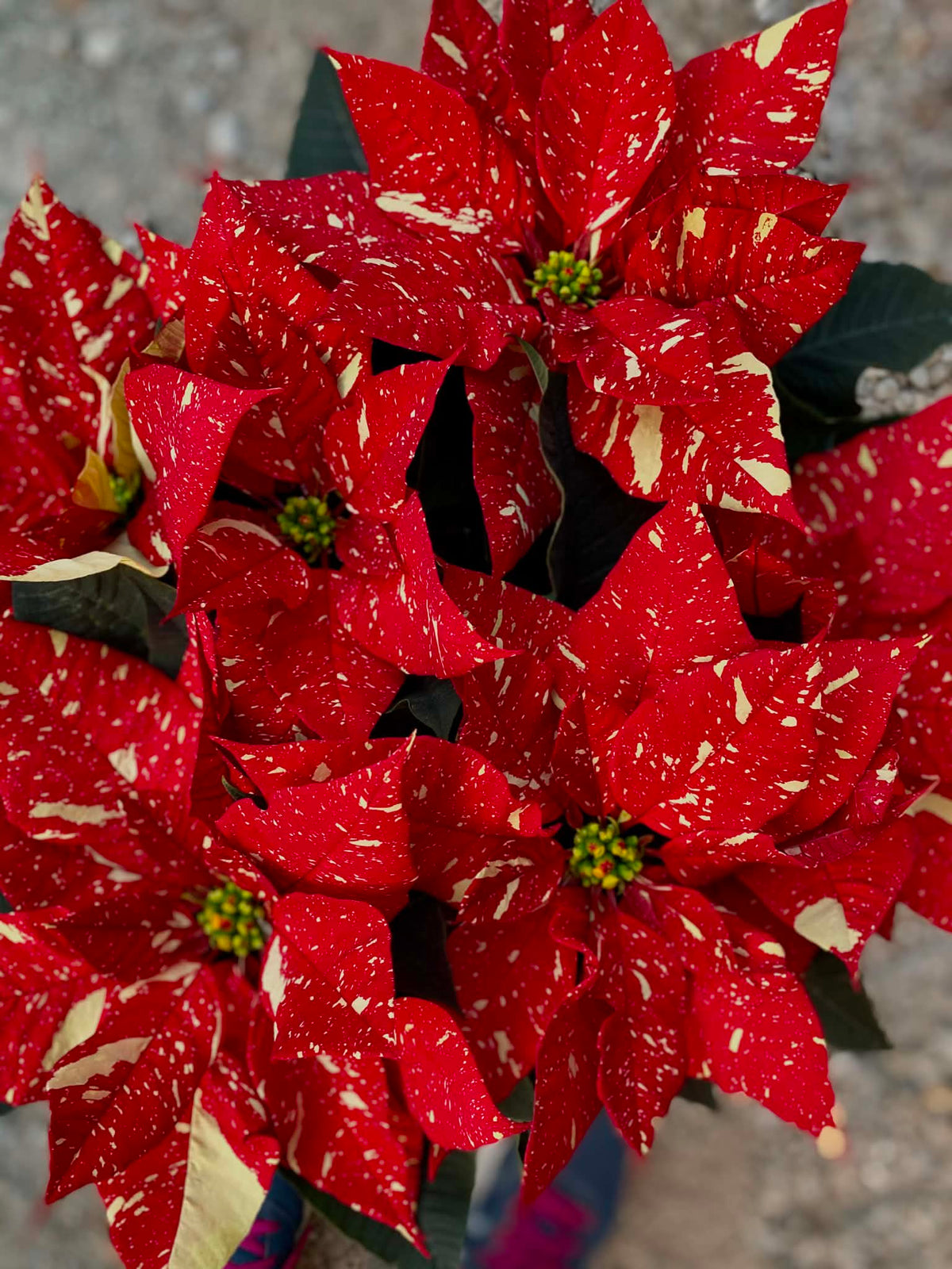 Holly Cheer 6.5" Poinsettias for pick up in December