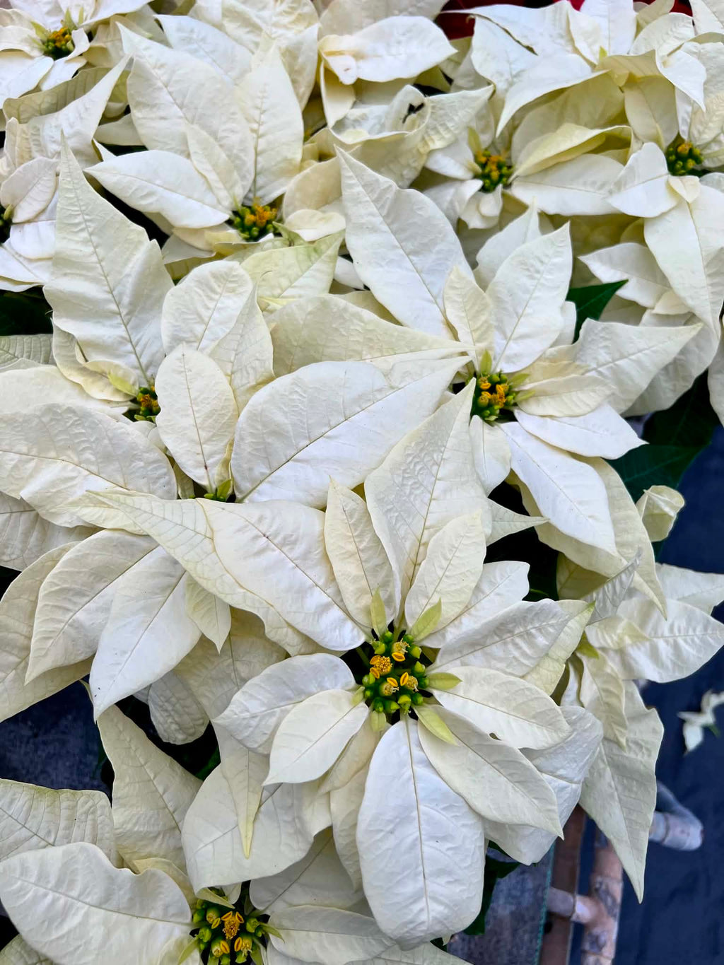 Holly Cheer 6.5" Poinsettias for pick up in December