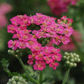 Achillea Yarrow 'New Vintage Rose' for Pick Up July 2-3 & July 6-11