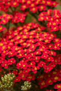 Achillea Yarrow 'Paprika' for Pick Up July 2-3 & July 6-11