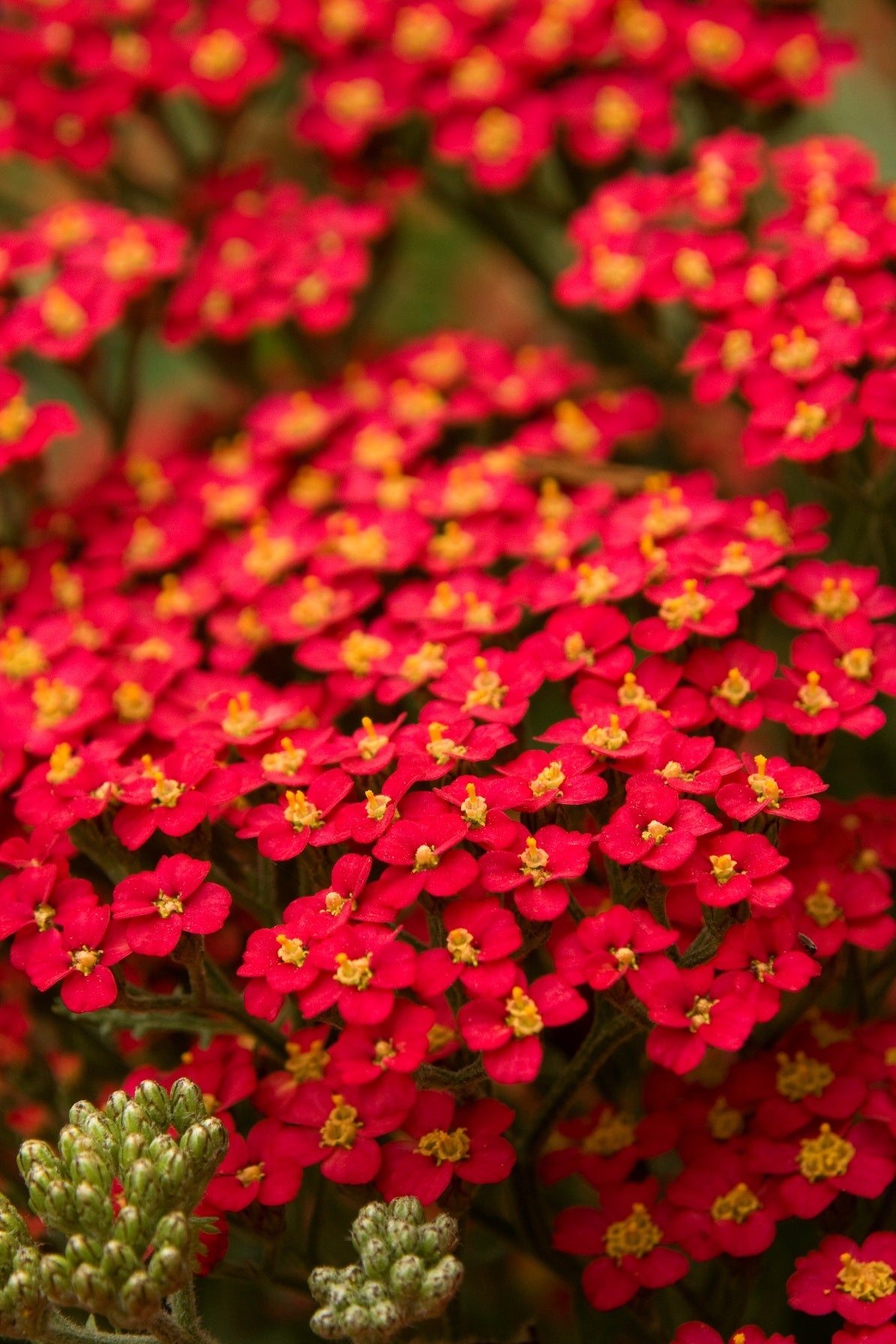 Achillea Yarrow 'Paprika' for Pick Up July 2-3 & July 6-11