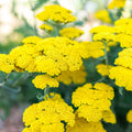 Achillea Yarrow 'Moonshine' for Pick Up July 2-3 & July 6-11