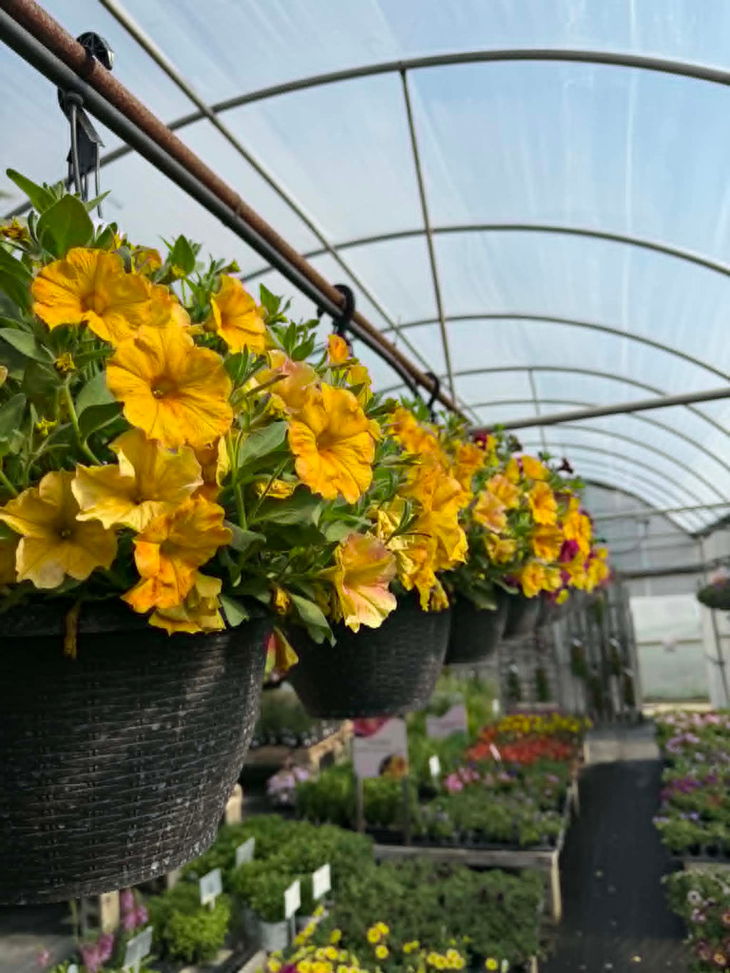 Our spectacular Petunia Hanging Basket (Designer's Choice)