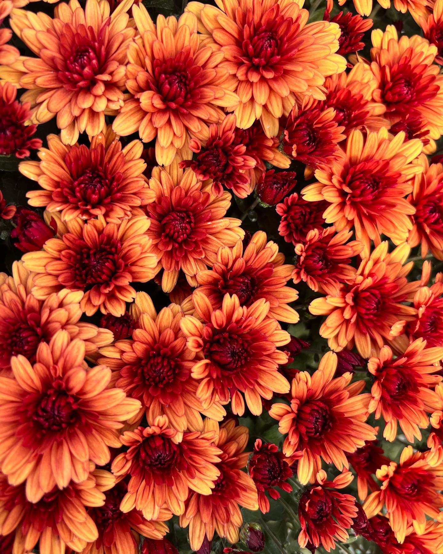 Lil' Showstopper Mums Pre-order for Pick Up in mid- September