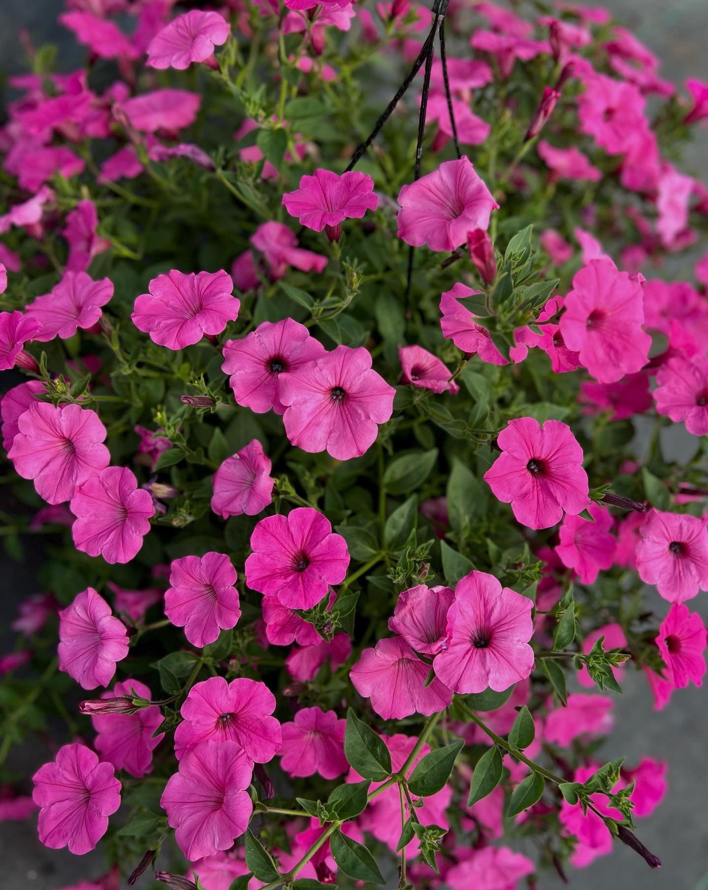 Our spectacular Petunia Hanging Basket (Designer's Choice)