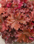 Northern Exposure™ Amber Heuchera (Coral Bells) Pick up July 9th-18th