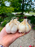 Blue Music Garlic for local pick up or shipping late September