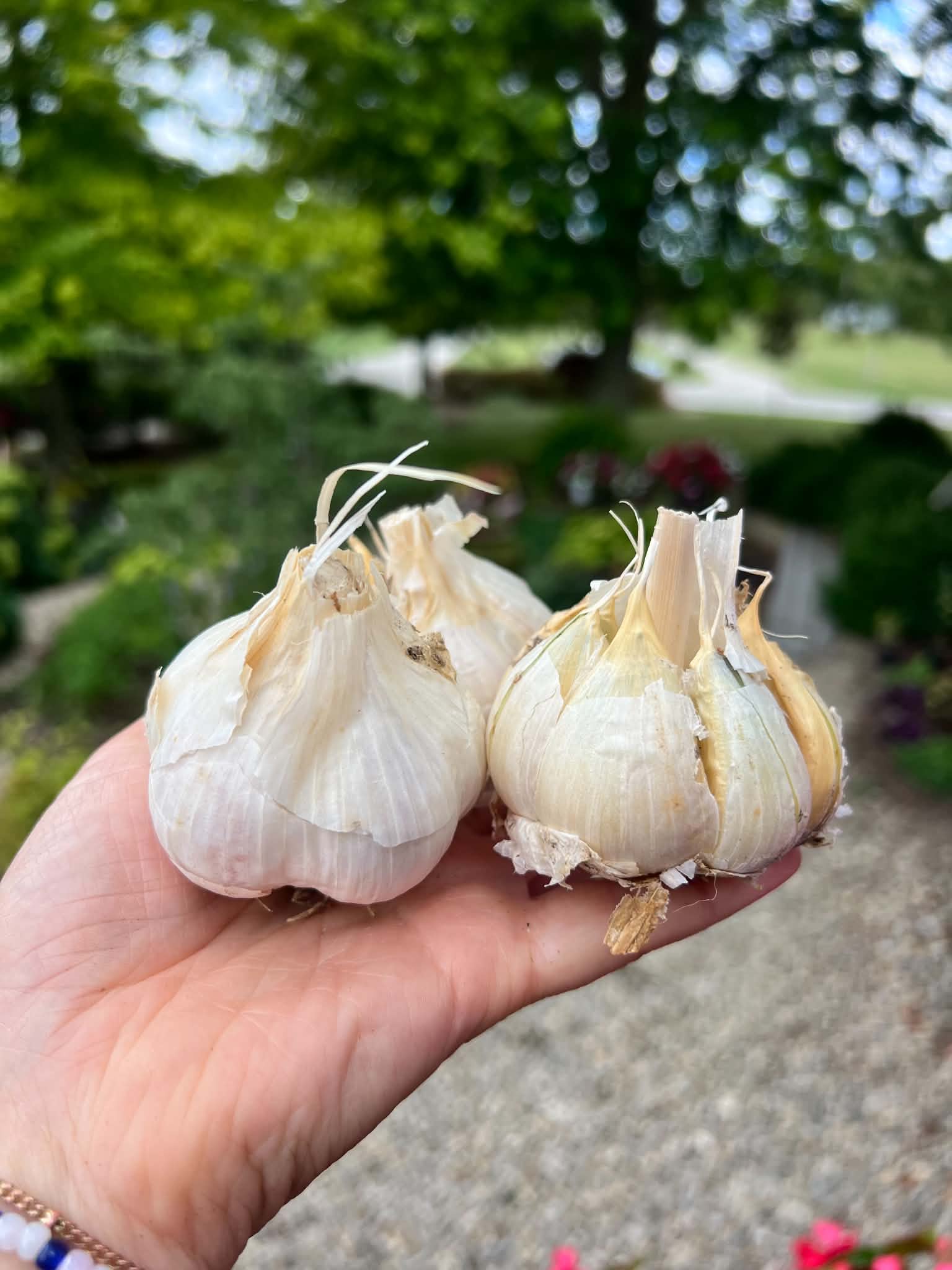 Blue Music Garlic for local pick up or shipping late September