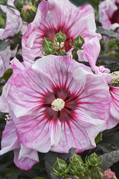 Summerific Cherry Choco Latte Hardy Hibiscus – Miller Flowers