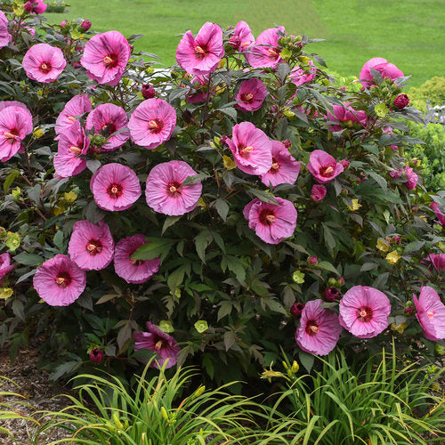 Summerific Berry Awesome Hardy Hibiscus