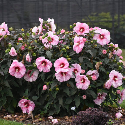 Summerific Cherry Choco Latte Hardy Hibiscus