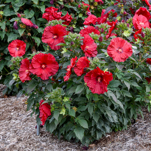 Summerific Garnet Globes Hardy Hibiscus