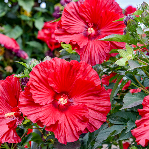 Summerific Garnet Globes Hardy Hibiscus
