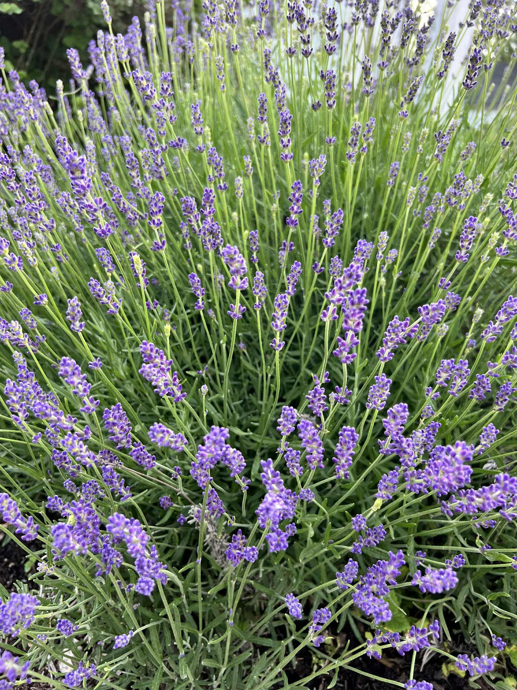 Hidcote Lavender Trio of 3