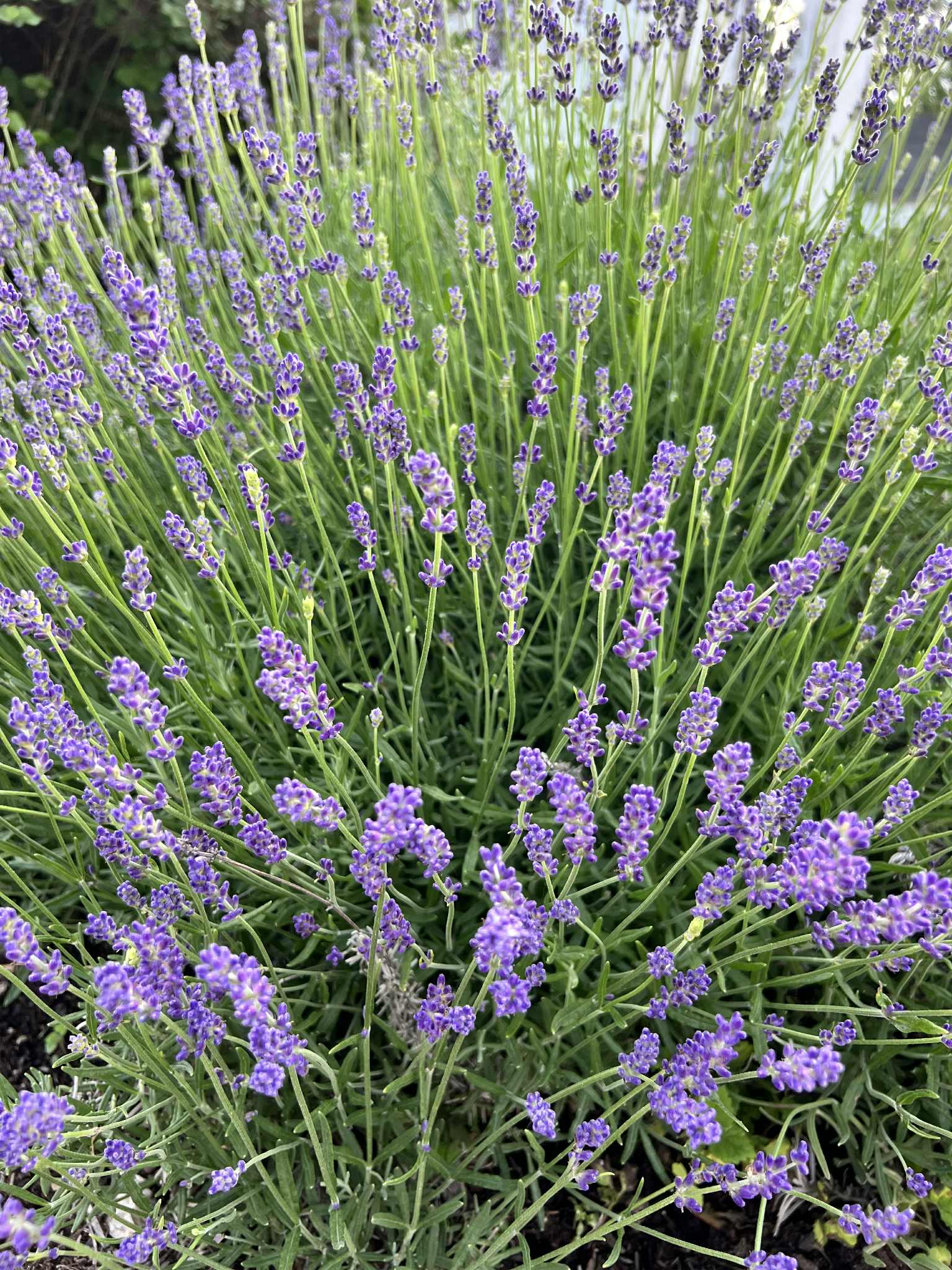 Hidcote Lavender Trio of 3