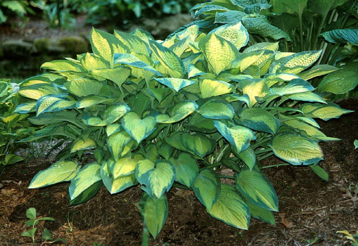 Hosta Trio Collection (Special Value only online) Pick up June 20th-27th.