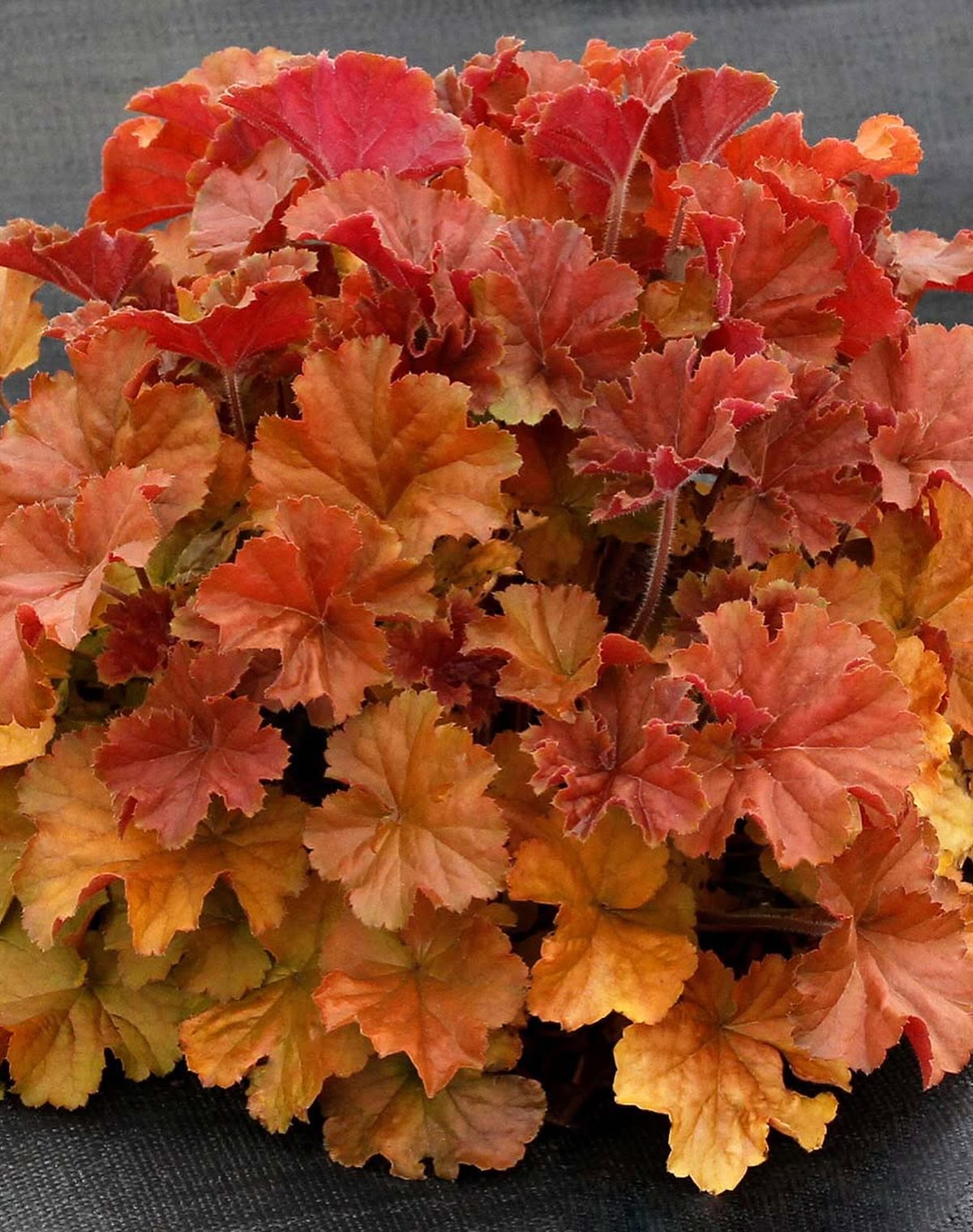 Indian Summer Heuchera (Coral Bells) Pick up July 9th-18th