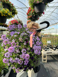 Gorgeous Combo Hanging Basket (Designer's Choice)
