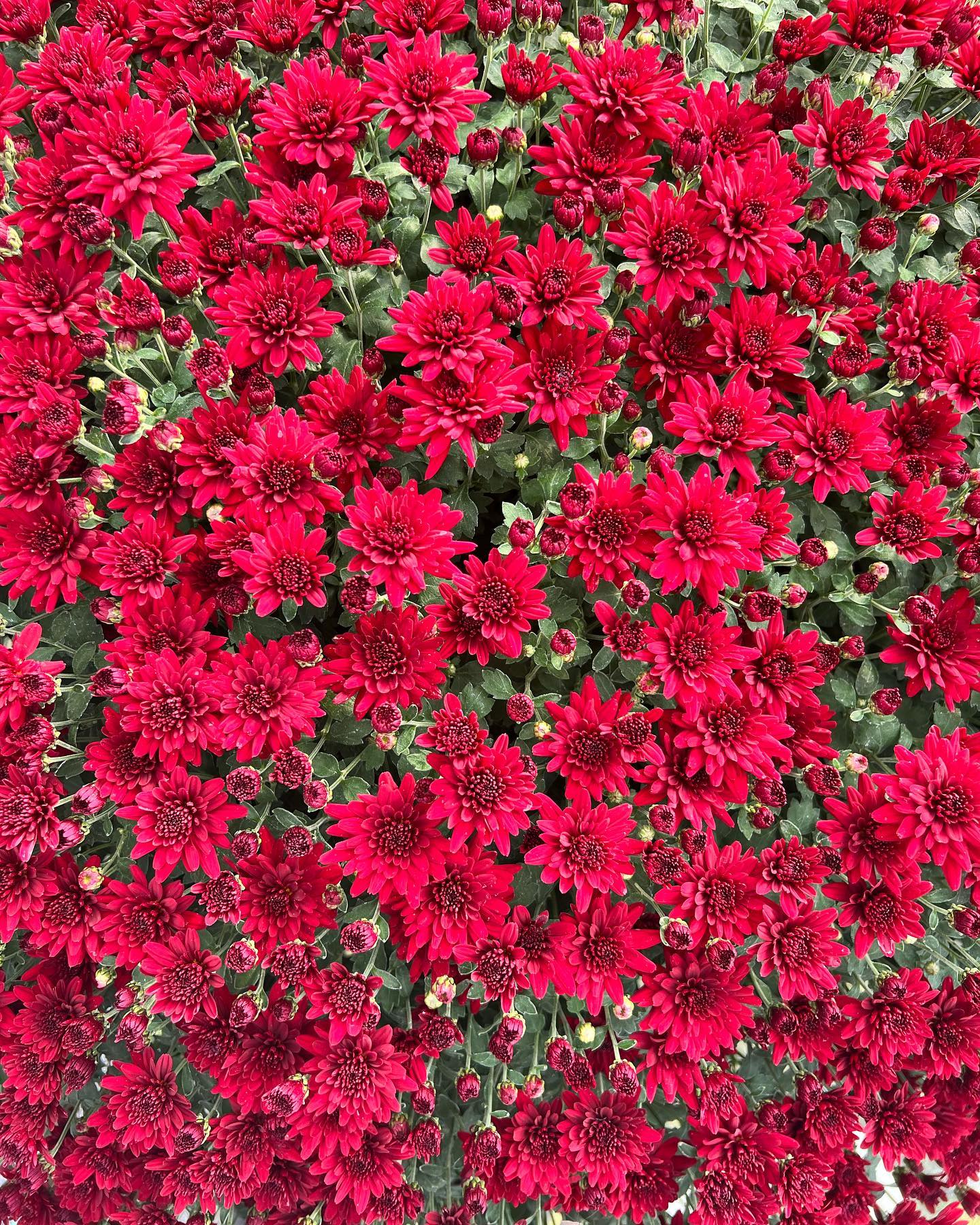Large Showstopper Mums for pick up in mid-September