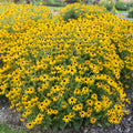 Treasure Trove Rudbeckia 1-gallon for pick up June 18th-25th