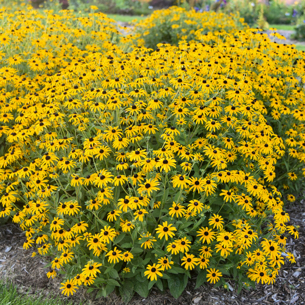 Treasure Trove Rudbeckia 1-gallon for pick up June 18th-25th