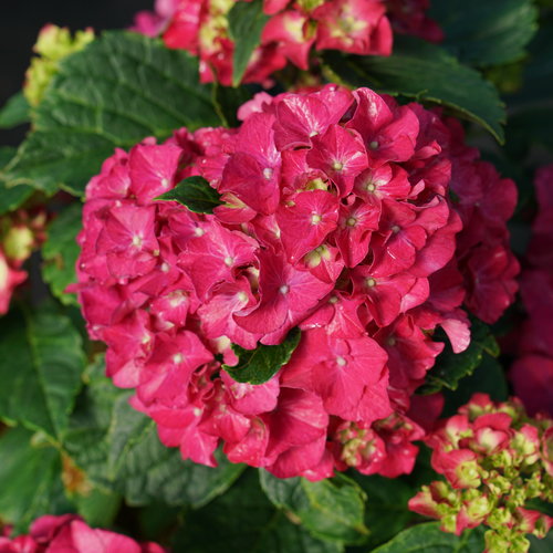 Let's Dance! Wee Bit Grumpy (Bigleaf Hydrangea)